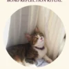 Pet Blessing and Bond Reflection Ritual — a tabby cat with a burgundy collar resting beside pale curtains and looking upward